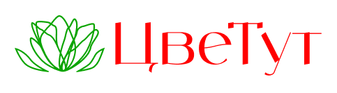 ЦвеТут